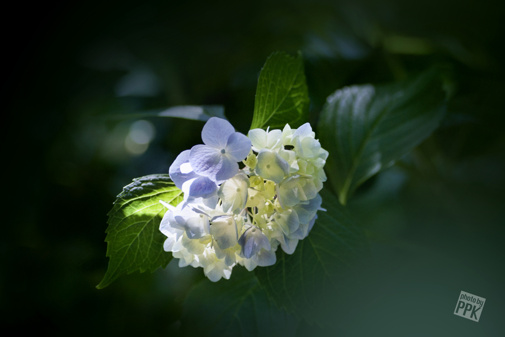 紫陽花づくし　5