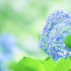 紫陽花づくし　7