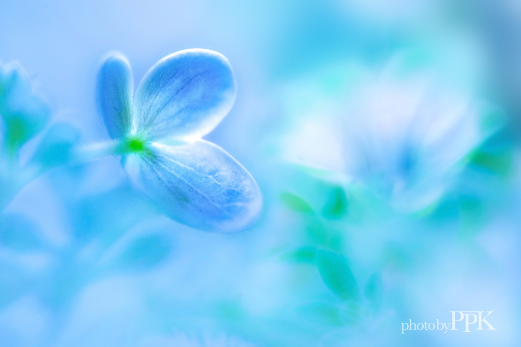 紫陽花づくし　18