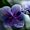 紫陽花づくし　9