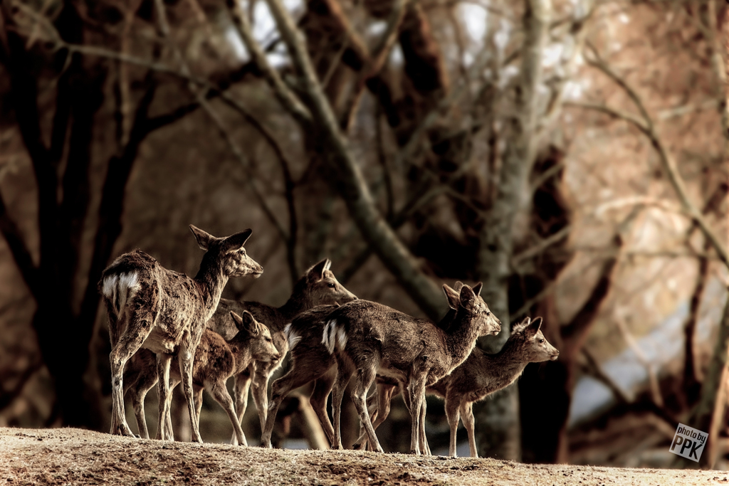 妄想snap <馬年の鹿たち>