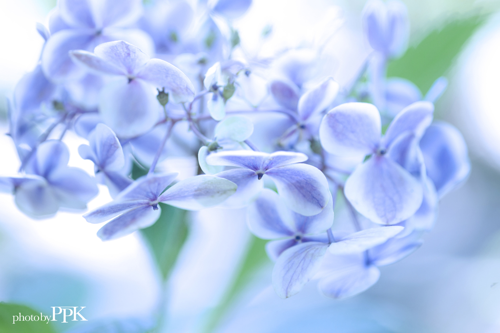 紫陽花づくし　19