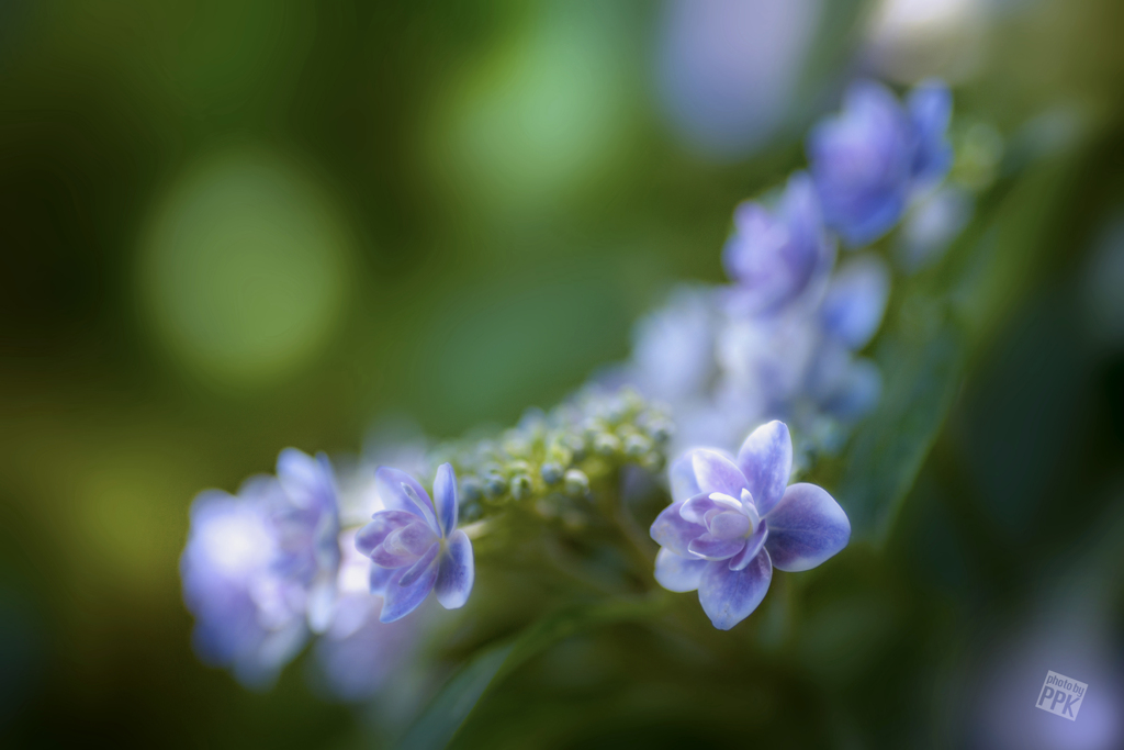 紫陽花づくし　1