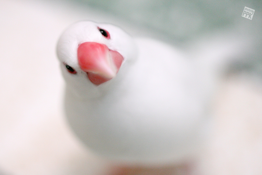 妄想snap <おちゅかれさま>
