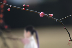 妄想snap <梅~は咲いたか　桜はまだかいな>