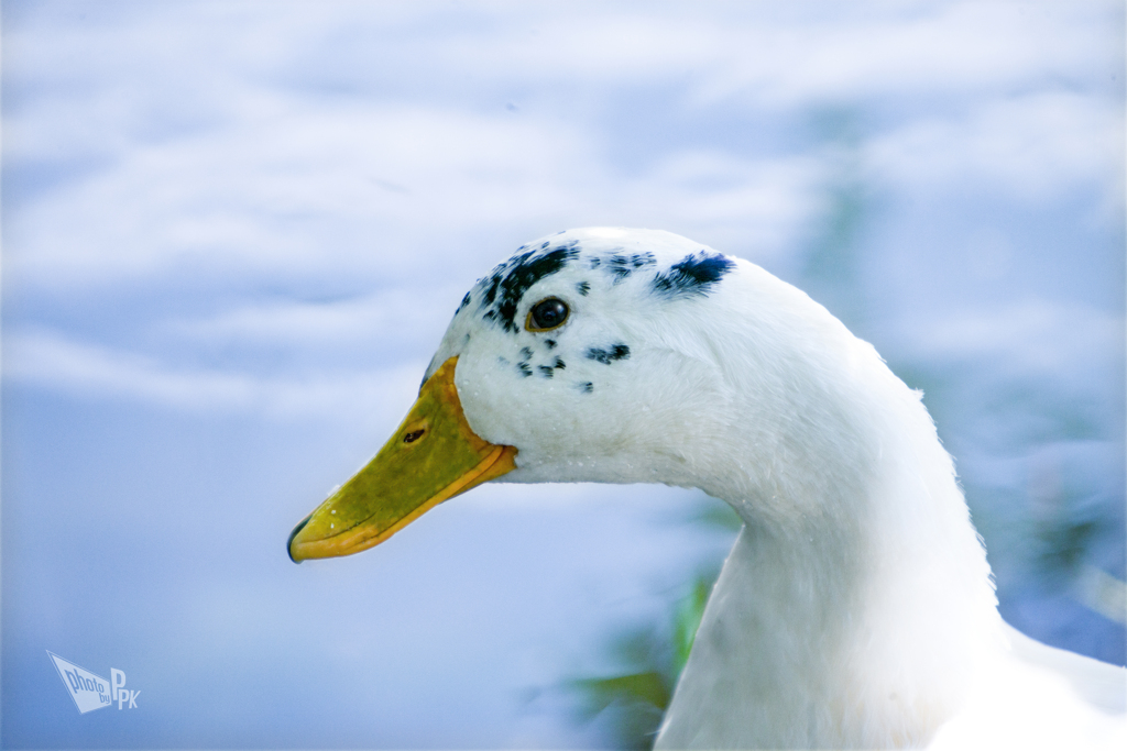 妄想snap <ぶ、部長~>