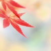 はなとり　13
