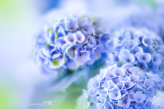 紫陽花づくし　14