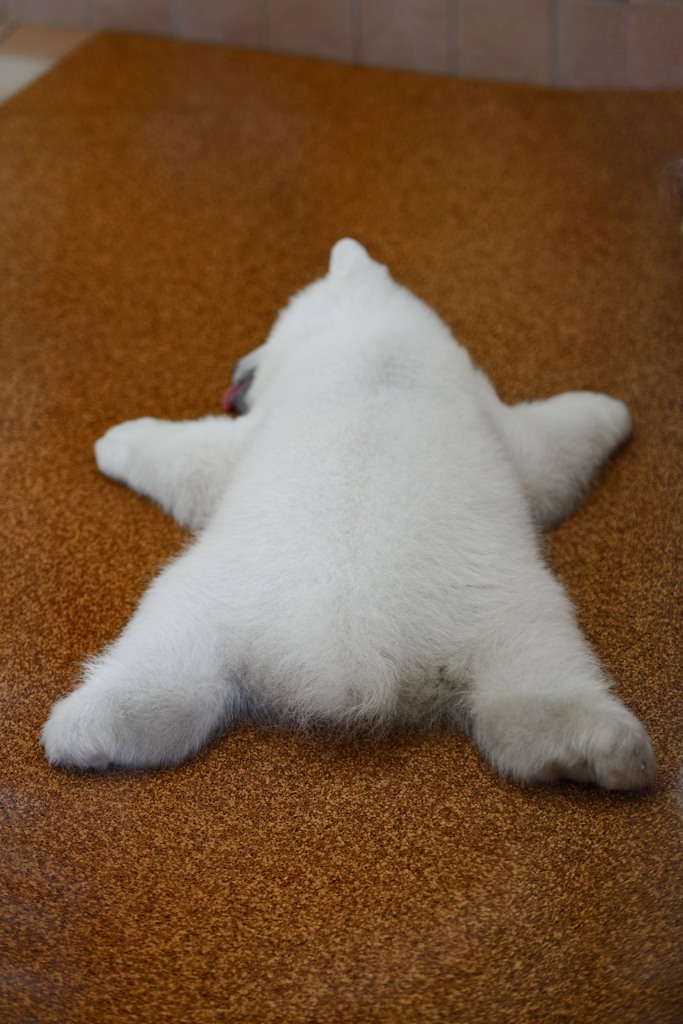 ぐでーん