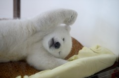 のびー