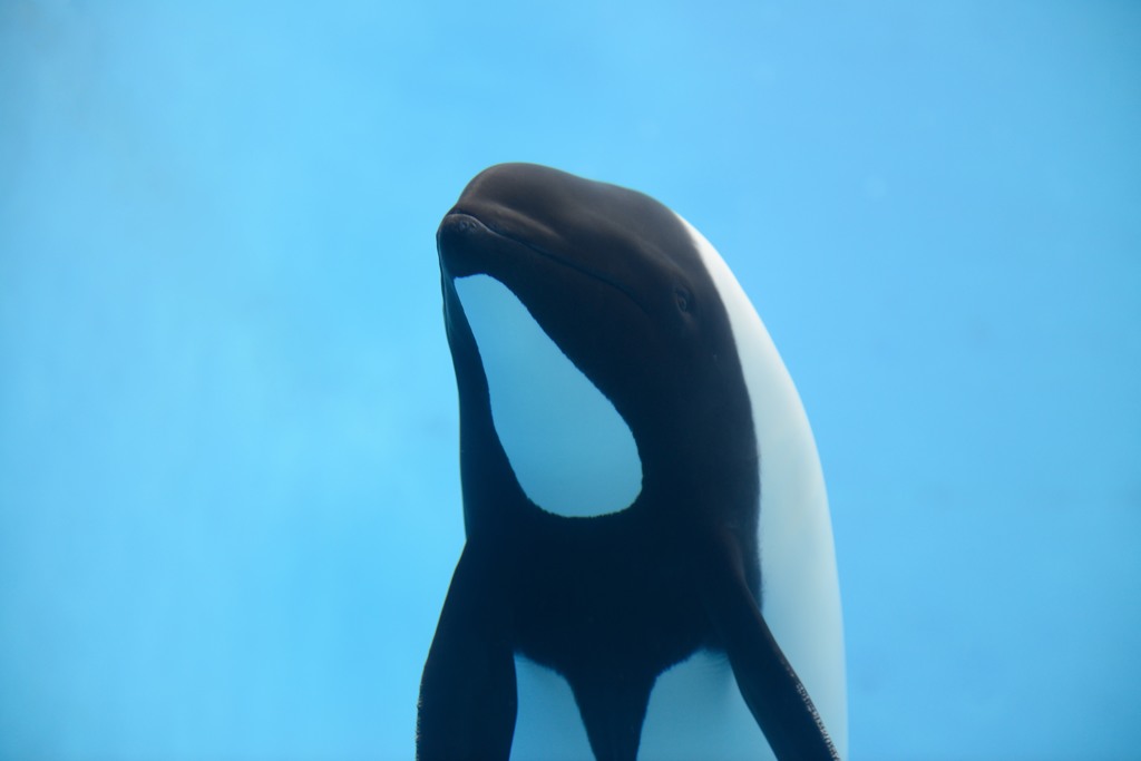 パンダイルカ