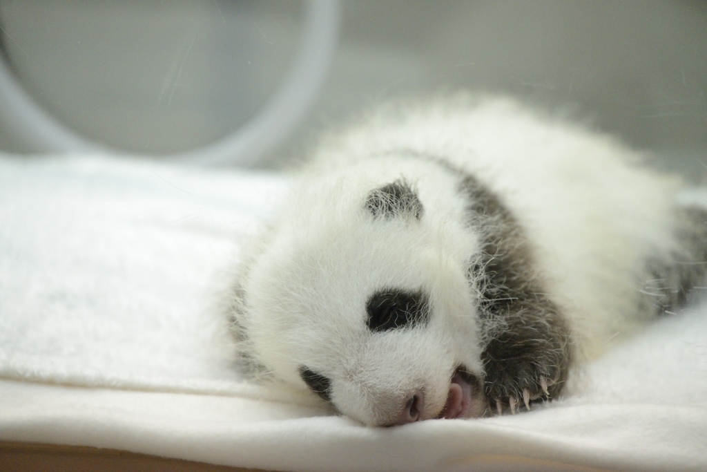 ふわぁぁ