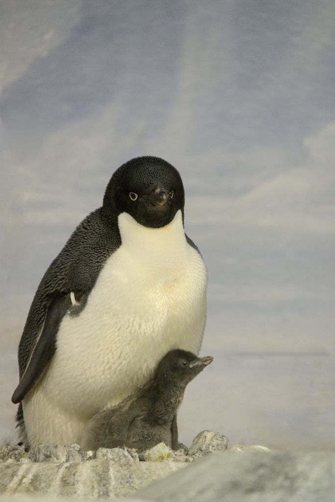 親子ペンギン