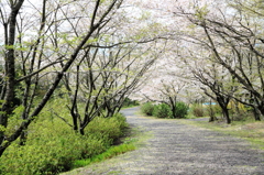 隠岐神社‐桜