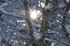 雪のこもれびが