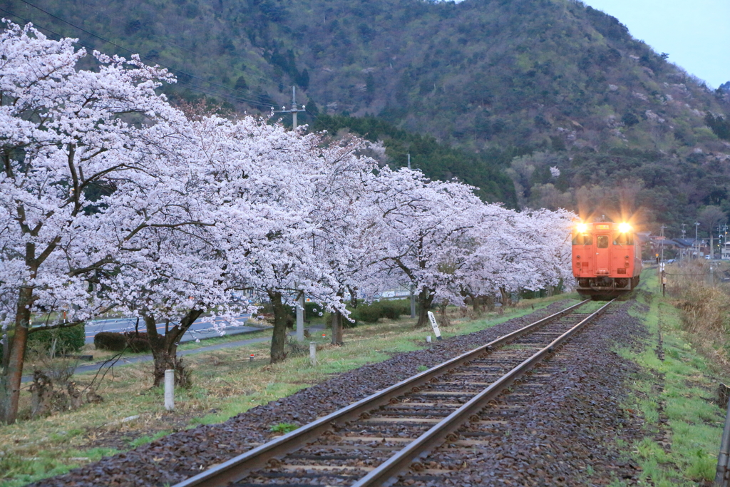 桜並木を行く１
