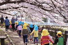 園児と桜のトンネル