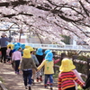 園児と桜のトンネル