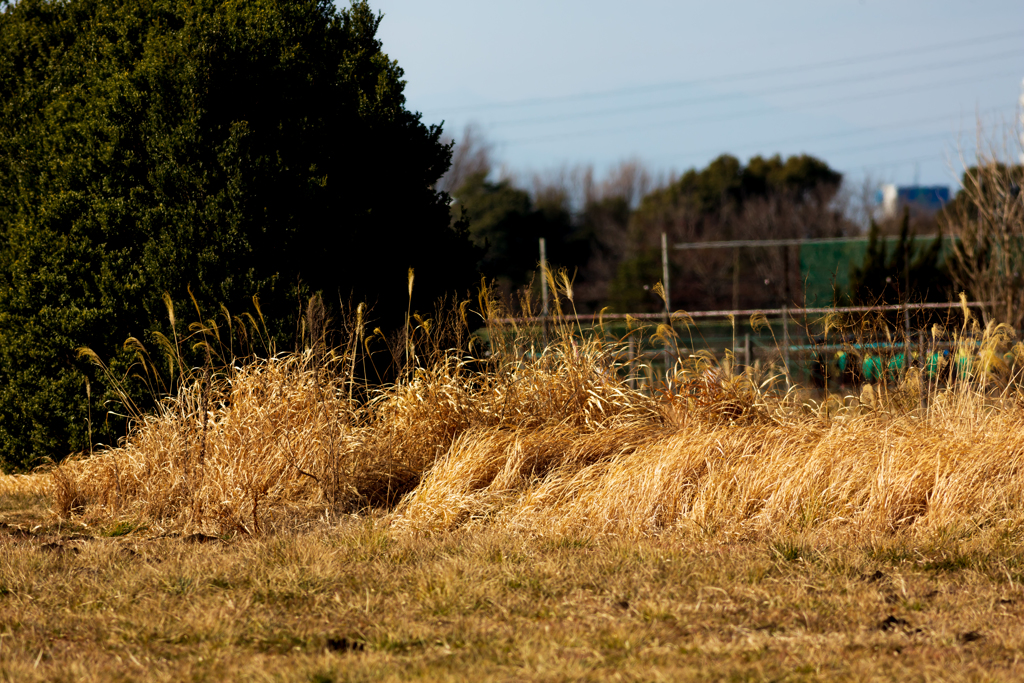 冬の空き地３