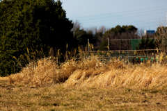 冬の空き地３