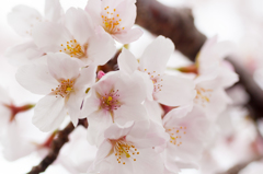 名和神社の桜２