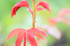 草花