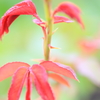 草花
