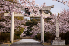 名和神社の桜３