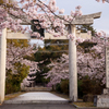 名和神社の桜３