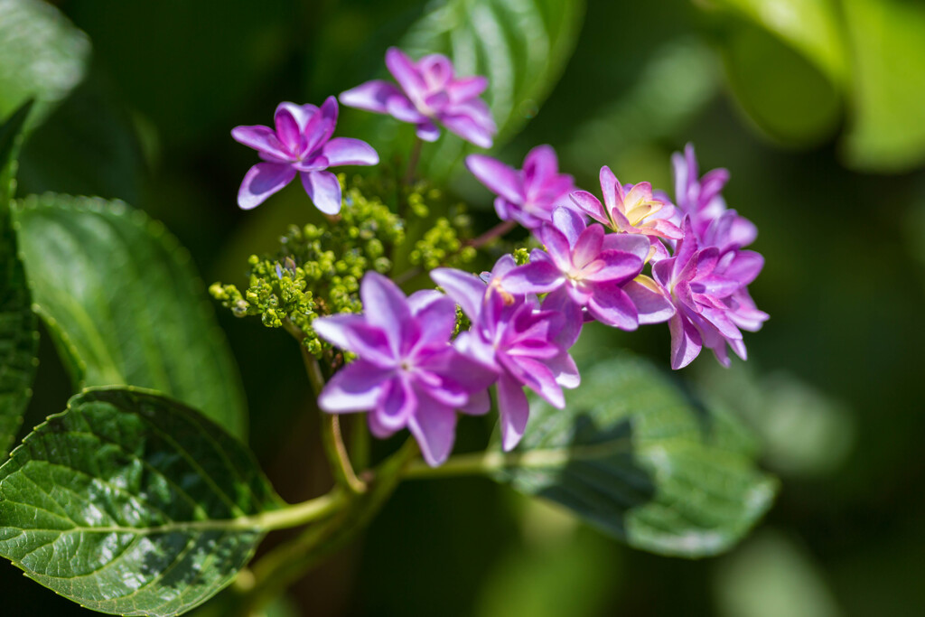 5月の花