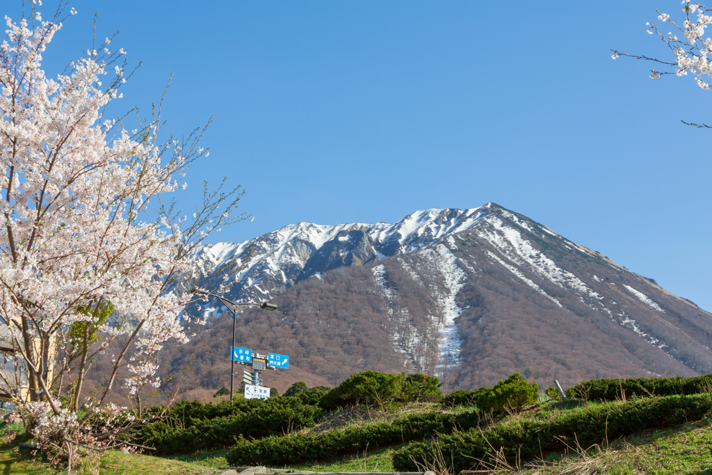 桜と残雪