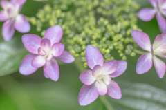 アジサイ鑑賞３