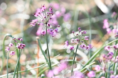 ラクダ舎隣はらっきょう畑