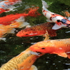 池の鯉が元気