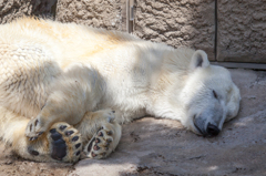 昼寝の白クマ
