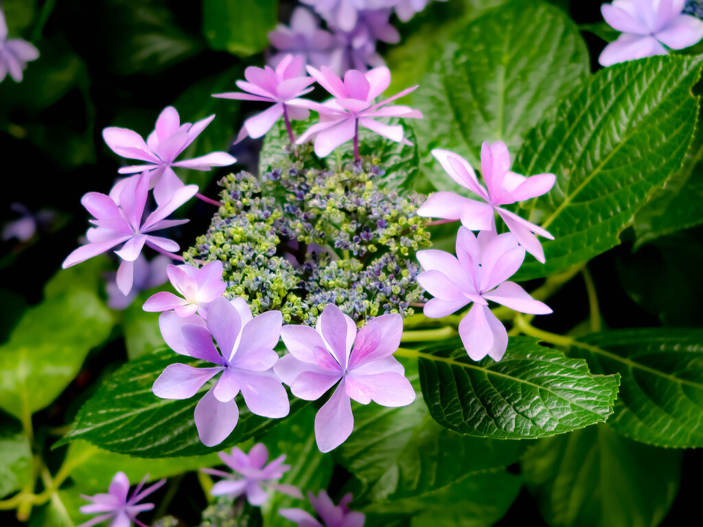 我が家のアジサイ