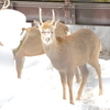 動物の目が素敵です　エゾシカ