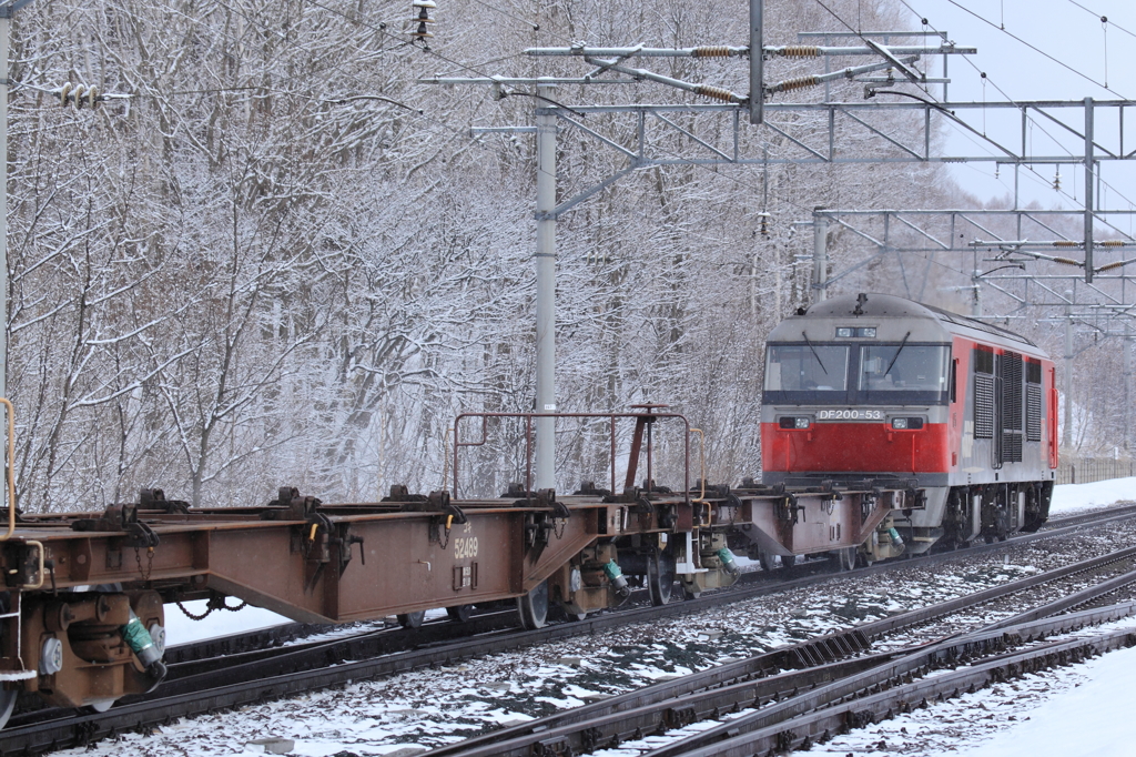 内地は桜の季節ですが「赤熊」