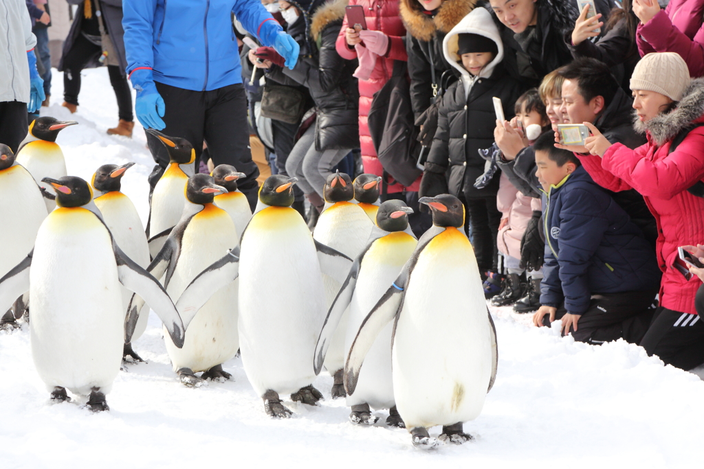 動物の目が素敵です　ペンギン