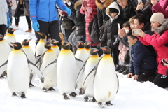 動物の目が素敵です　ペンギン