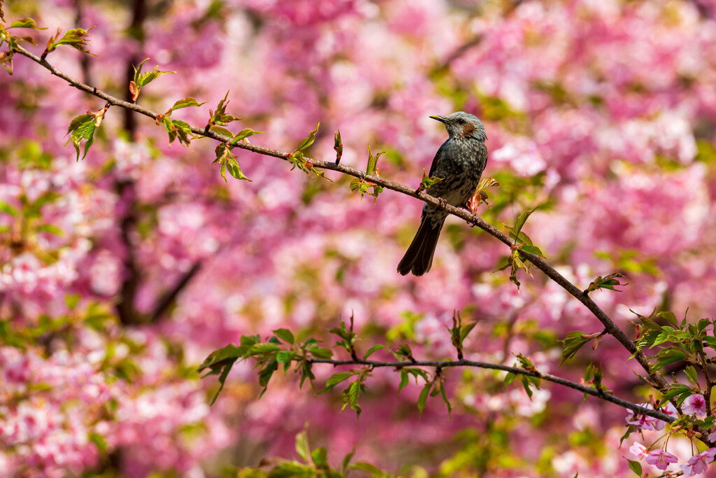 小田原石橋の桜