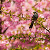 小田原石橋の桜