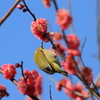 宮崎紅梅メジロ１