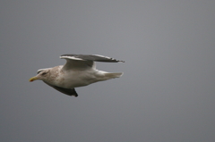 はぐれどり・・・冬の日本海