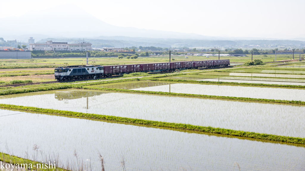 田んぼを抜ける貨物列車