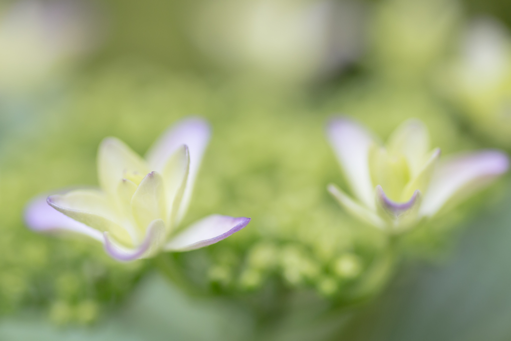 わが家の紫陽花