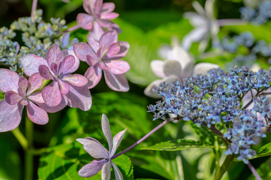 我が家の紫陽花２