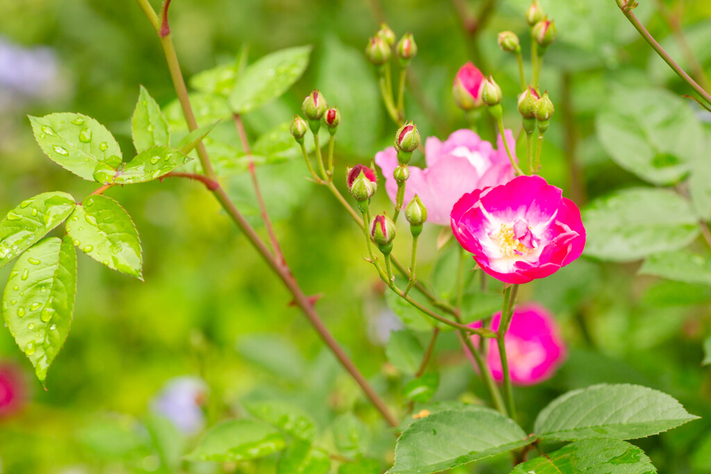 yokohama inglish garden