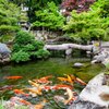 池の錦鯉