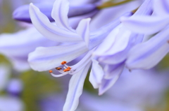 青い花